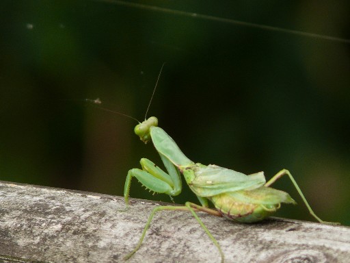 b0088444_22133688.jpg