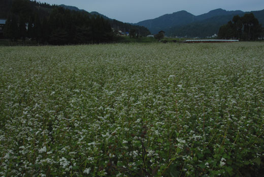 c0093046_6354497.jpg