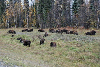 Canmore　-　Whitehorse　Part3_f0145348_10476.jpg