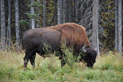 Canmore　-　Whitehorse　Part3_f0145348_1062563.jpg