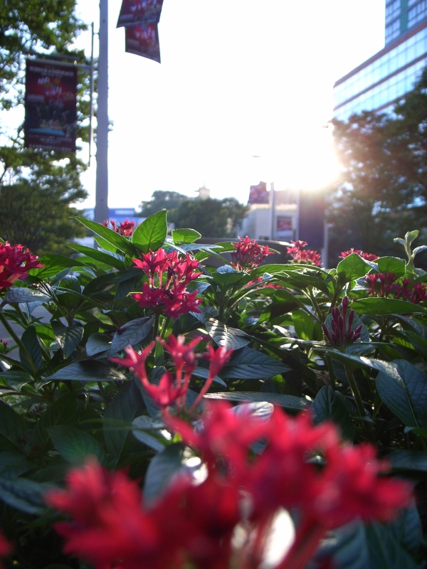 散歩道。朝の恵み。_f0070556_2357378.jpg