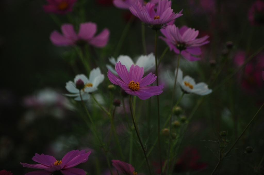 Evening glow and cosmos._d0125286_2041129.jpg