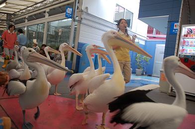 鳥羽水族館_b0100489_21422339.jpg