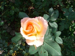 c0117898_11353664.jpg