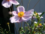 c0132205_20322617.jpg
