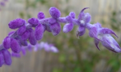 c0132205_2152714.jpg