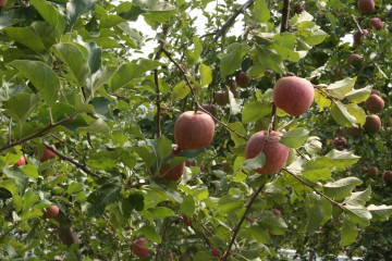 e0070606_0224839.jpg