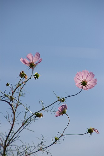 e0074308_2150912.jpg