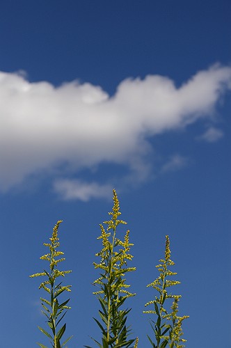e0074308_21524371.jpg
