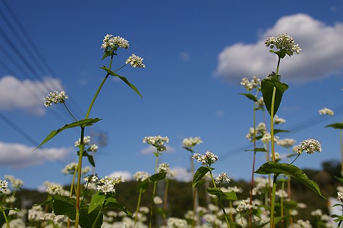 e0074308_21571568.jpg