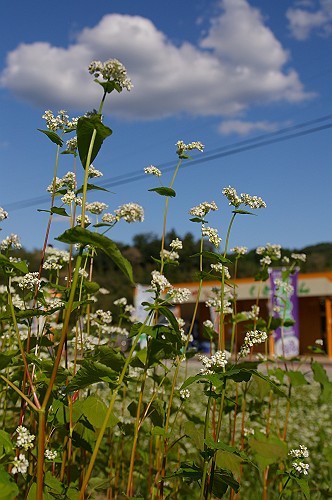 e0074308_21574158.jpg