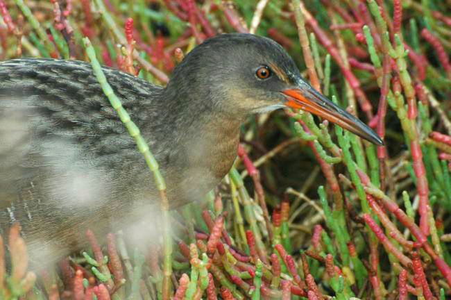 Clapper Rail  ー　オニクイナ_e0019918_858295.jpg