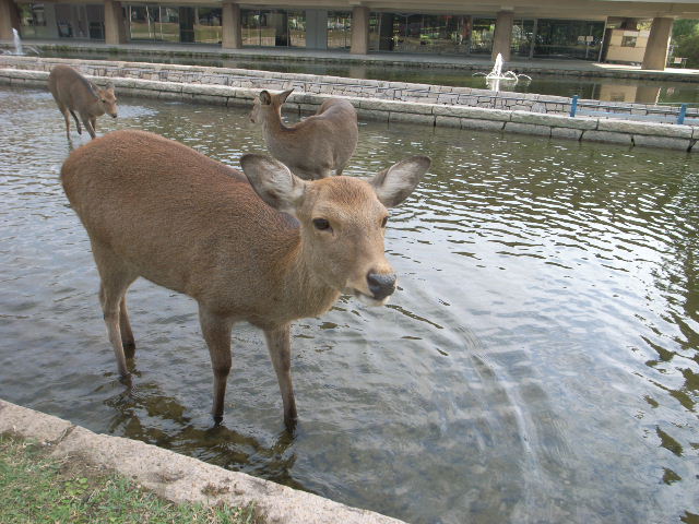 くつろぎ放題！公園鹿_d0105133_20525996.jpg