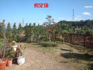植木剪定_f0031037_15234216.jpg