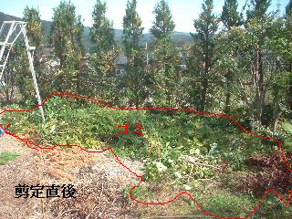 植木剪定_f0031037_15241484.jpg