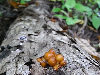 f0083262_19243839.jpg