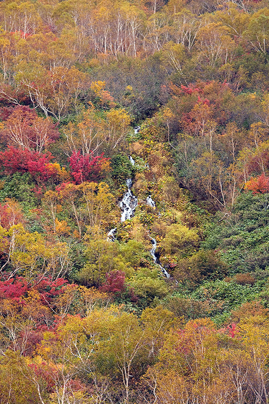 栂池自然園２_e0096372_1730727.jpg