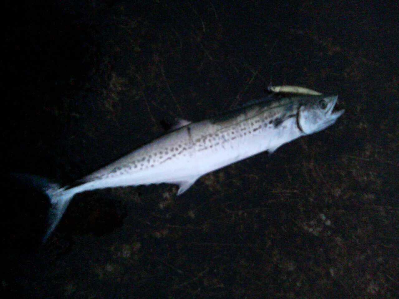 f0035404_21554881.jpg