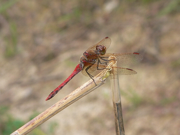 e0002314_15191823.jpg