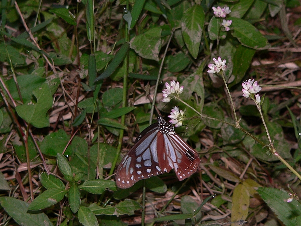 e0002314_15214392.jpg