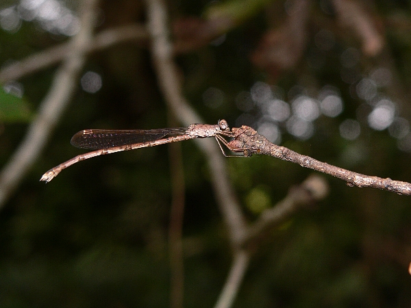 e0002314_15283374.jpg
