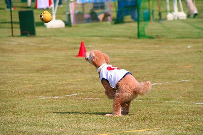 10月13日 K9ゲーム 2007秋 名犬カップ _d0023323_23325946.jpg