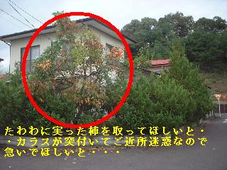 f0031037_1641622.jpg