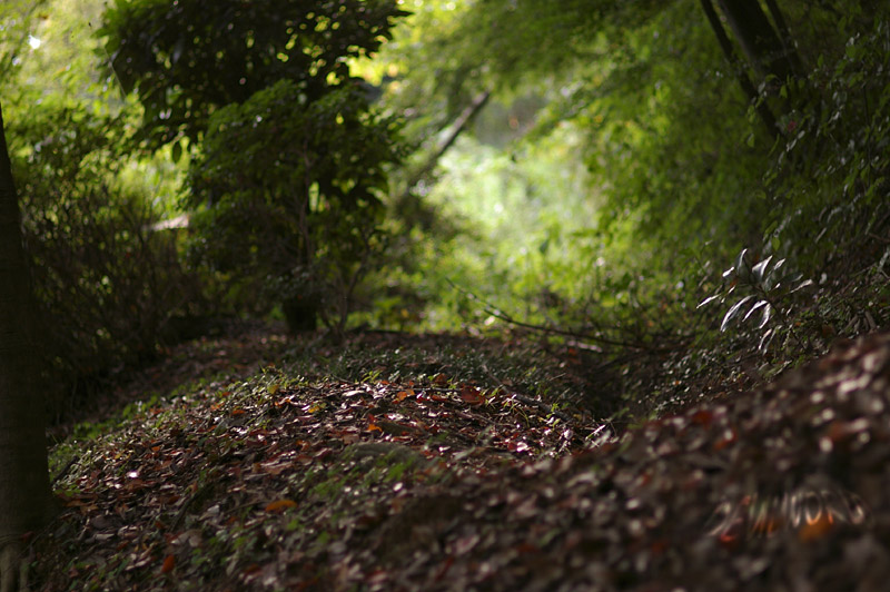 FALLEN LEAVES_c0081540_1733377.jpg