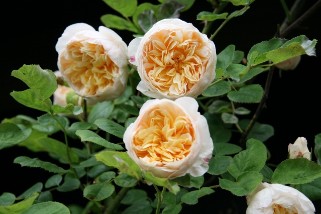 ジェーン オースチン 薔薇の写真 カテゴリでバラの写真が検索出来ます