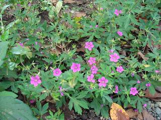 向島百花園に行きました!_f0046854_20443226.jpg