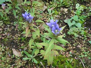 向島百花園に行きました!_f0046854_20444432.jpg