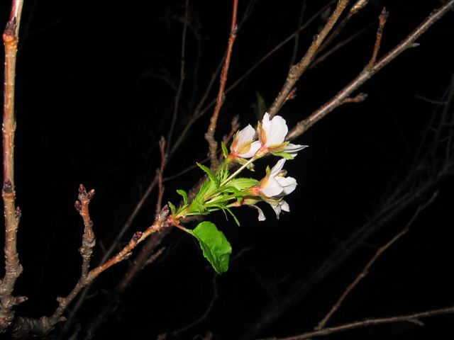 a0027555_8385226.jpg