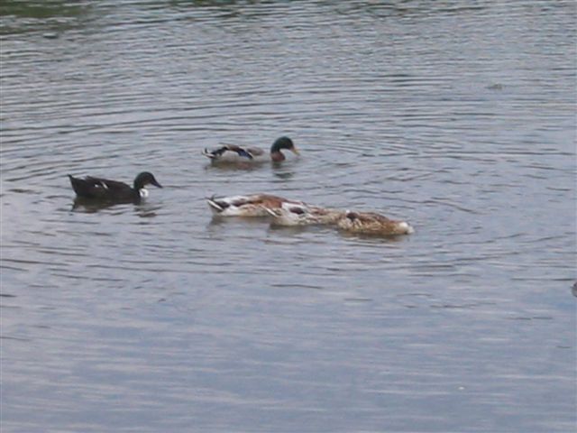 a0027555_8432576.jpg