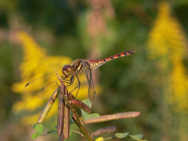 アキアカネ　（秋　茜）_d0094165_15184918.jpg