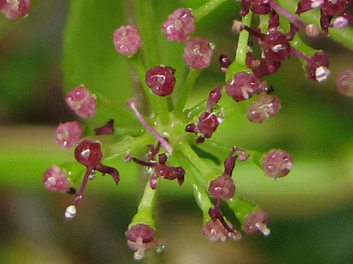 ノダケ(野竹、野筍)_c0085874_17561311.jpg