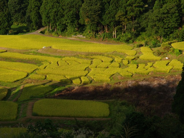 新田の棚田〜曽根の棚田_a0025576_2212299.jpg