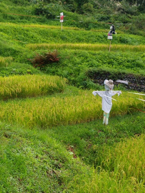 新田の棚田〜曽根の棚田_a0025576_2265464.jpg