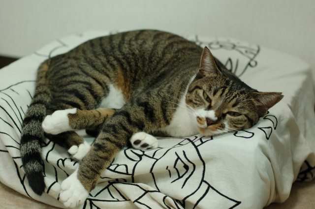 猫用クッション 自作しました ネコは猫でも 野良猫写真