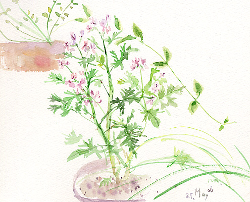 5月のベランダⅣ_d0115092_840976.jpg