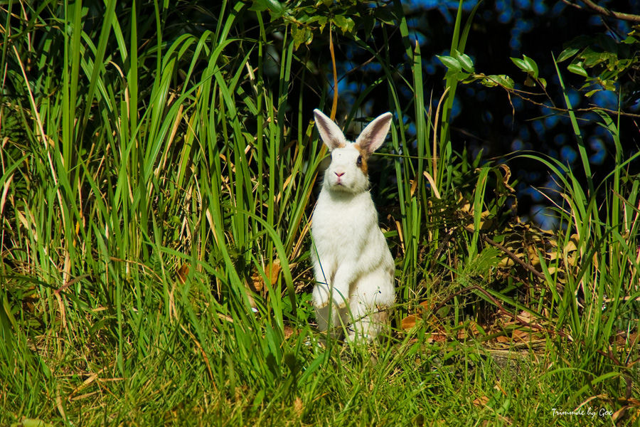 野良ウサギ_d0107811_2374940.jpg