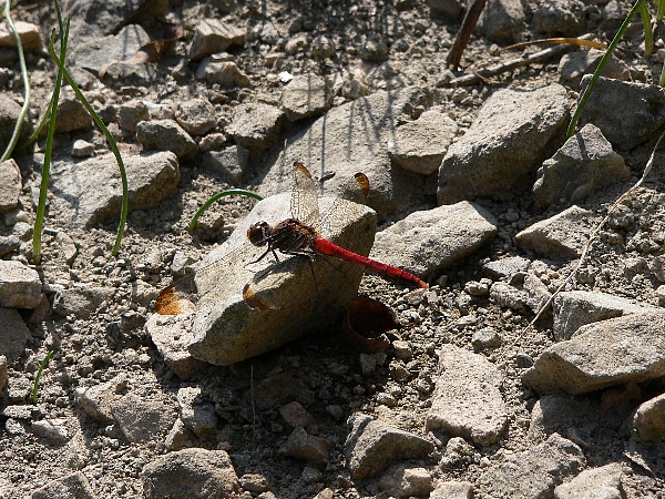 e0002314_17504898.jpg