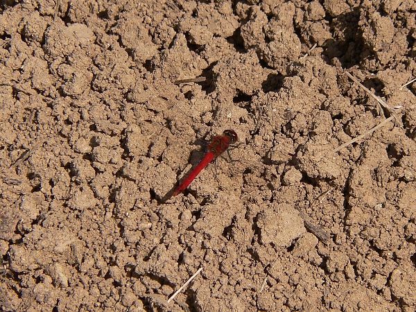 e0002314_1750698.jpg