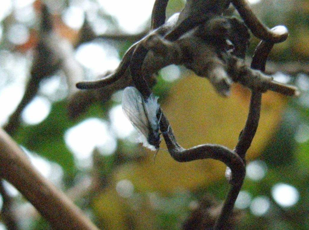 ユキムシ_c0025115_15392574.jpg