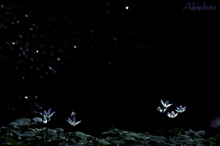 　・:*:・　玉　簾　・:*:・_e0127416_21475290.jpg