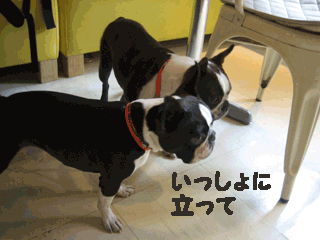 e0080117_19223178.gif
