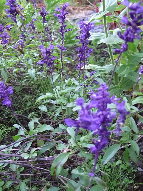 f0143119_18501837.jpg
