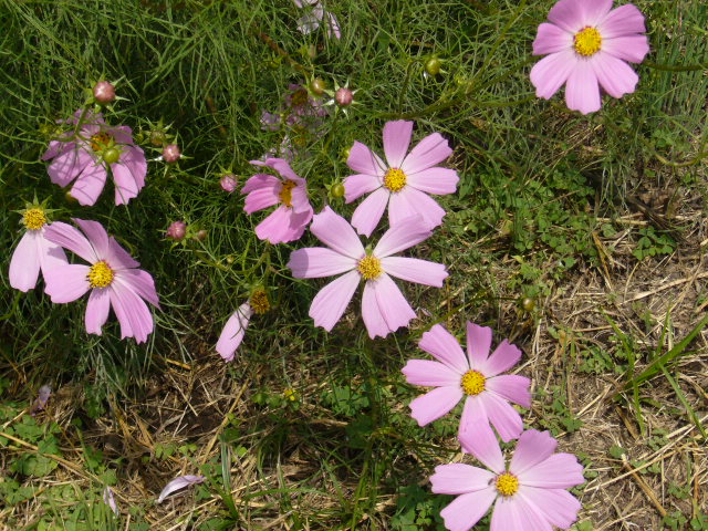 d0000324_13565596.jpg