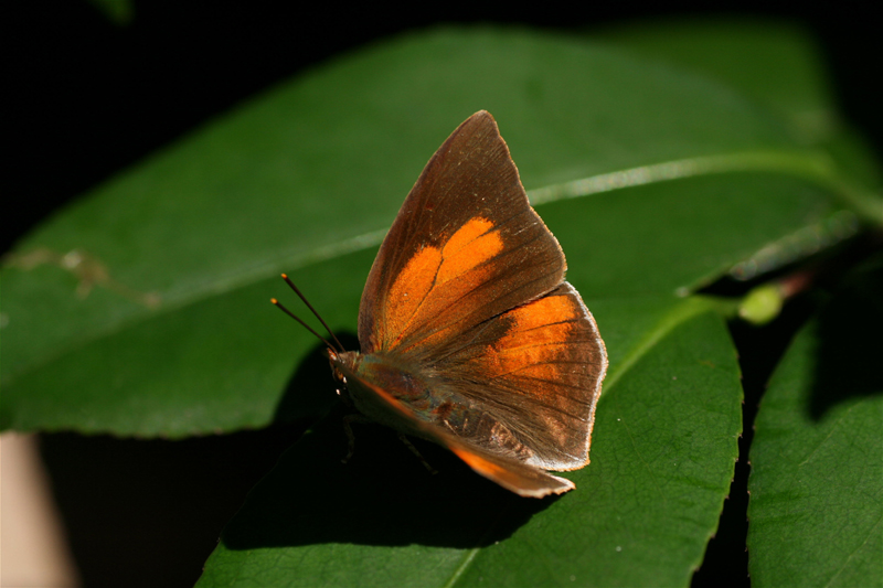 d0054625_2038769.jpg