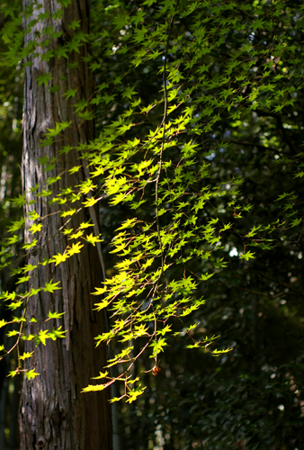 c0077129_1584611.jpg
