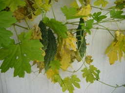 f0013029_20404232.jpg